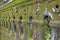 abandoned boundary wall of church at vasai, india