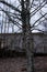 Abandoned brick buildings among trees in the Chernobyl radiation contamination zone