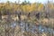 Abandoned bridge in background, dying weeds in foreground, and fall colors reflected in a river in Hayward, Wisconsin