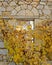 Abandoned building open arched window and yellow foliage on stone wall
