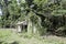 Abandoned building overgrown by kudzu