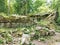 Abandoned bunkers and green forest