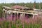 Abandoned cabin surrounded by purple flowers in Silver City  ghost town, Yukon Territory, Canada