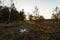 Abandoned camping bonfire at a sunset in a forest