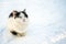 Abandoned cat sitting outdoors in snow. Sad fluffy cat freezing in winter. Pets protection concept. homeless white cat freezes on