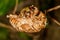 Abandoned cicada shell. Image of an insect shell exoskeleton.