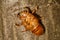 Abandoned cicada shell. Image of an insect shell exoskeleton.