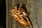 Abandoned cicada shell. Image of an insect shell exoskeleton.