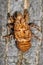 Abandoned cicada shell. Image of an insect shell exoskeleton.