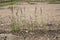 Abandoned concrete road in the sun spring day. weed growing through crack in pavement. concrete floor and green grass