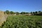 Abandoned corral full of weeds