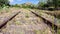 Abandoned country railroad in Sicily