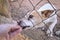 Abandoned cute dog behind bars. Hungry pet is asking for food.