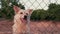 Abandoned cute dog behind bars. Hungry pet is asking for food.