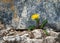Abandoned dandelion on a stone wall