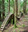 An abandoned, decaying series of bike ramps in a forest