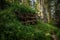 Abandoned, destoyed concrete bunker with embrasure in summer forest