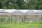 abandoned and dilapidated greenhouse with broken windows and rusty rafters in a meadow in Nieuwerkerk aan den IJssel