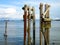 Abandoned dock pilings Astoria Oregon