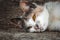 Abandoned domestic cat with sad expression and shine eyes close-up portrait laying on the ground