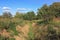 Abandoned drainage ditch was overgrown with grass and bushes