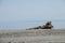 Abandoned dredge equipment sits on the beach, covered in salt and debris at the Salton Sea