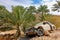 Abandoned dusted wreck of crashed passanger car near date palm t