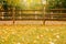 Abandoned empty autumn fall park forest with wooden fence. Natural autumnal foliage seasonal background. Colorful yellow leaves on