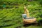 An abandoned excavator in the middle of a tea plantation. Heavy construction machinery tractor in green tea fields, pure nature