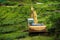 An abandoned excavator in the middle of a tea plantation. Heavy construction machinery tractor in green tea fields, pure nature