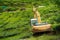 An abandoned excavator in the middle of a tea plantation. Heavy construction machinery tractor in green tea fields, pure nature