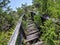 Abandoned  Falling Down Wood Walkway Bridge in Brush and Trees