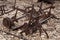 Abandoned farm equipment surrounded by dry leaves