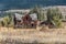 Abandoned farm house ruins in rural British Columbia, Canada