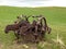 Abandoned farming equipment.