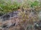 Abandoned garden, dry branches and weeds