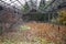 Abandoned greenhouse overgrown plants in autumn
