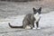 An abandoned homeless cat stands in front of the store and looks into the camera