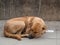 Abandoned homeless stray dog