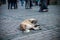 Abandoned homeless stray dog laying on the square in big city