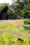 Abandoned Homestead Cabin in field of Wild Flowers