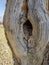 Abandoned hornet nest with honeycombs in a tree hollow