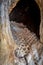 Abandoned hornet nest with honeycombs in a tree hollow