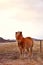 Abandoned horse with the sky and landscape background. Meet the Icelandic horse developed in Iceland, Europe