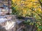 Abandoned house, autumn leaves