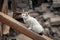 Abandoned hungry street cat living in ruined slums looking for some food in Hamamonu, Ankara.