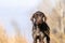 Abandoned hunting dog, a short-haired German pointer, once a successful hunter, and now thin, hungry and tired of wandering,