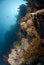 Abandoned illegal fishing lines on a coral reef