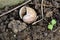 Abandoned light brown snail house shell partially filled with wet soil left in local home garden next to small plant