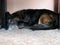 Abandoned lonely dog lies sad mongrel on carpet